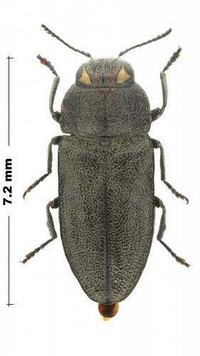 Anthaxia morio